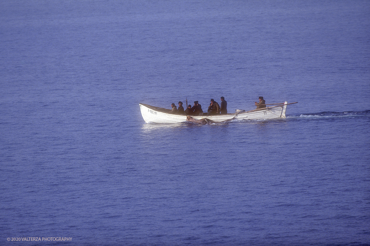 145 SIBERIA.jpg - Luglio/Agosto 1992. Siberia, terra dei Chukchi. Nell'oceano artico  125 Km a nord-est della penisola dei Chukchi (Siberia) c'Ã¨ l'isola di Wrangel, essa ospita piÃ¹ del doppio di specie vegetali (417) di qualsiasi territorio artico a paritÃ  di superficie nonchÃ¨ 30 specie diverse di uccelli oltre ad orsi polari, foche e trichechi ; per questo motivo   Ã¨ stata proclamata patrimonio dell'umanitÃ  dall'UNESCO. Nella foto Uelen cacciatori Chukchi di trichechi al ritorno dalla caccia con una delle loro prede legata al fianco della barca.